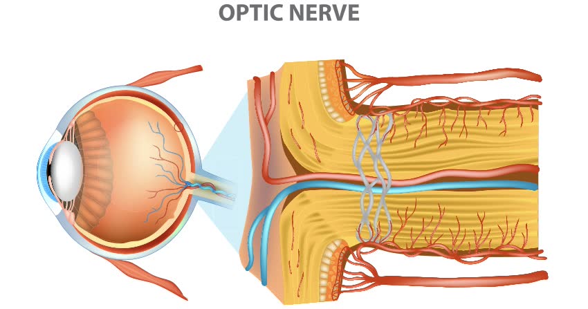 rappresentazione grafica nervo ottico