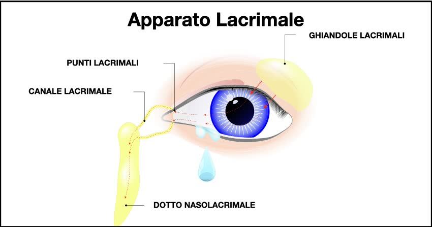 Apparato lacrimazione