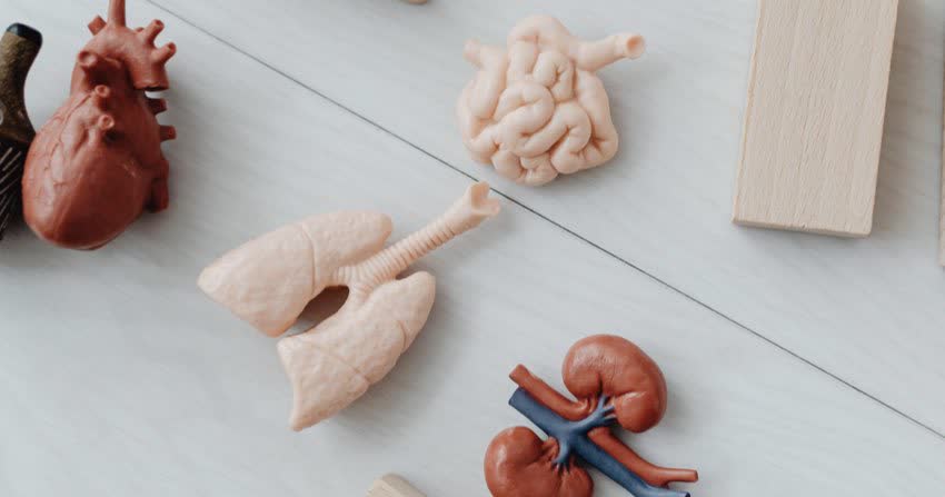 Immagine rappresentante i polmoni assieme ad altri organi umani